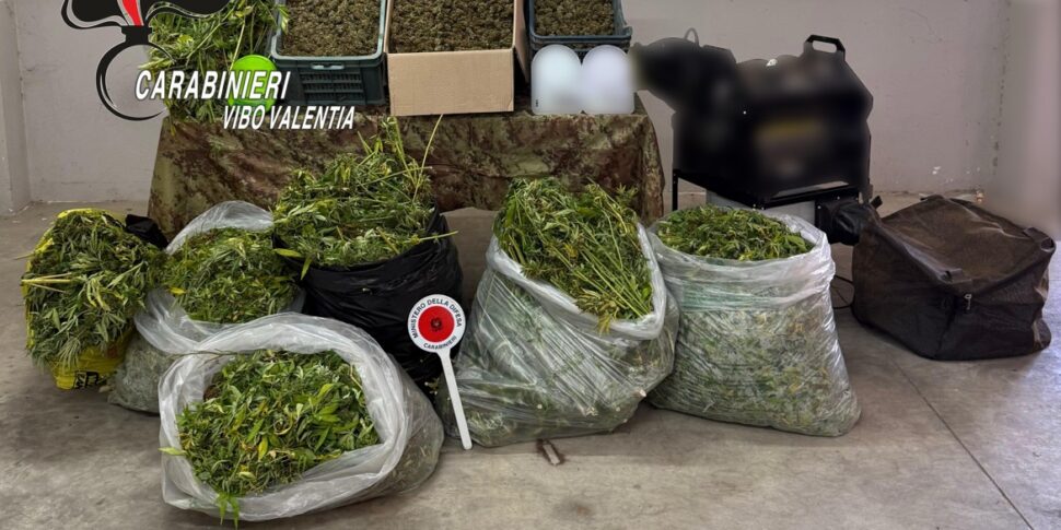 Marijuana laboratory discovered in the countryside of Mileto: two arrests