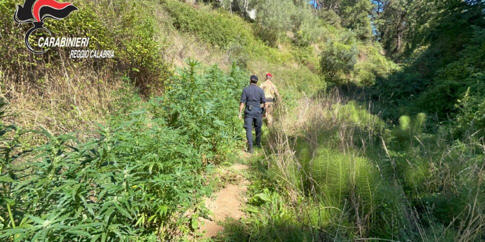Marijuana plantation of 200 thousand euros hidden in the woods of the hinterland of Reggio Calabria: three reported