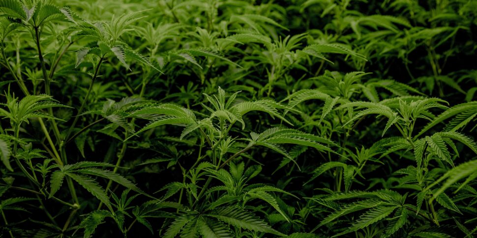 Messina, more than 50 marijuana plants seized: a 59 -year -old arrested