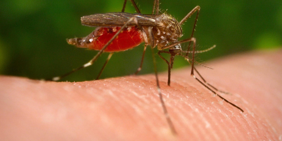 Messina, new cycle of disinfestation against the tiger mosquito: here is the calendar