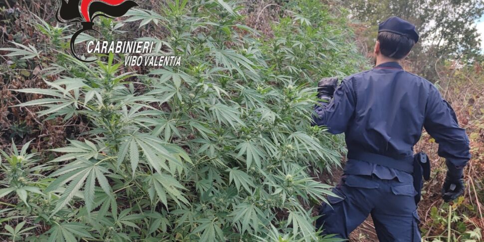 Over 1600 cannabis plants identified in the forest state property area close to Monsoreto di Dinami