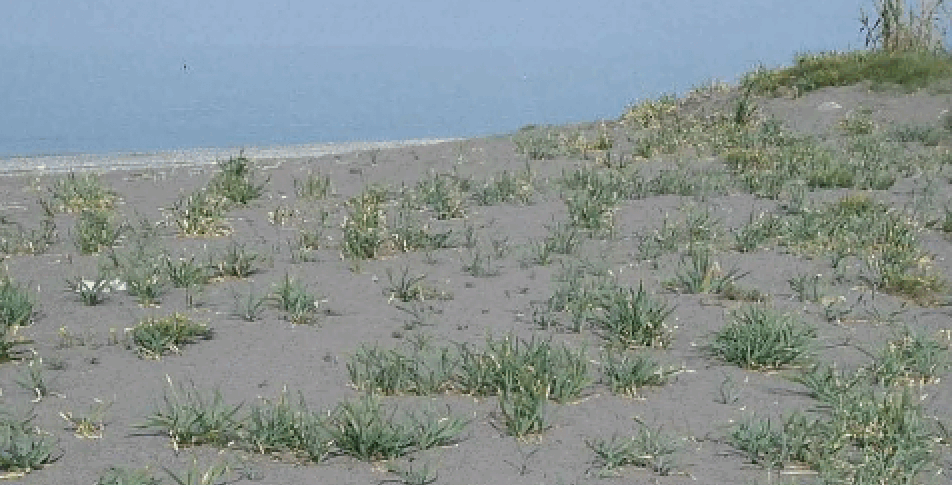 Praia, when nature recovers its spaces: the sea lilies return to the beach