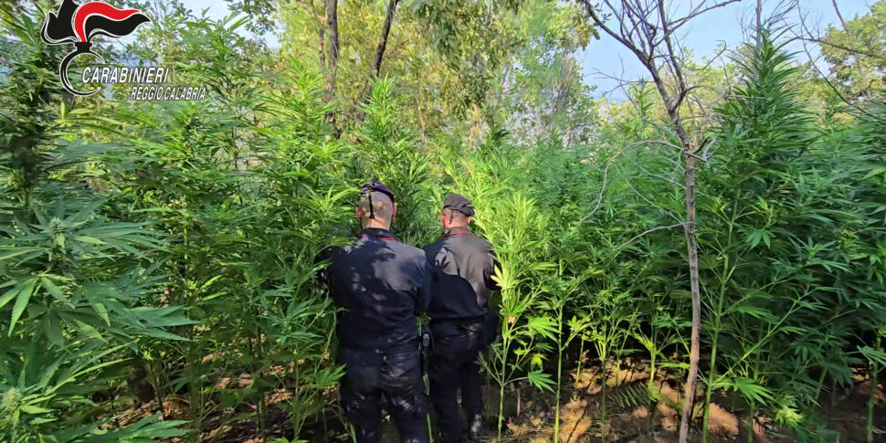 Roccella Jonica, discovered cannabis plantation: two arrests
