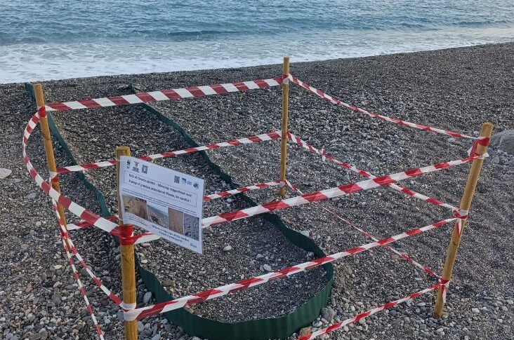 Scaletta Zanclea, the first turtles were born: the beach is under observation