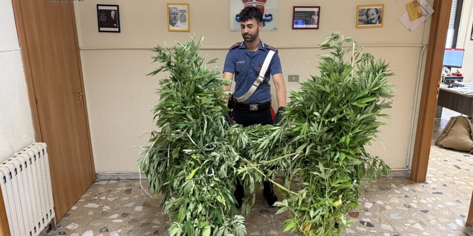 Shot to the Crotone drug trafficking: a cannabis plantation in Mesoraca seized. Over 50 thousand doses of marijuana removed from the illegal market