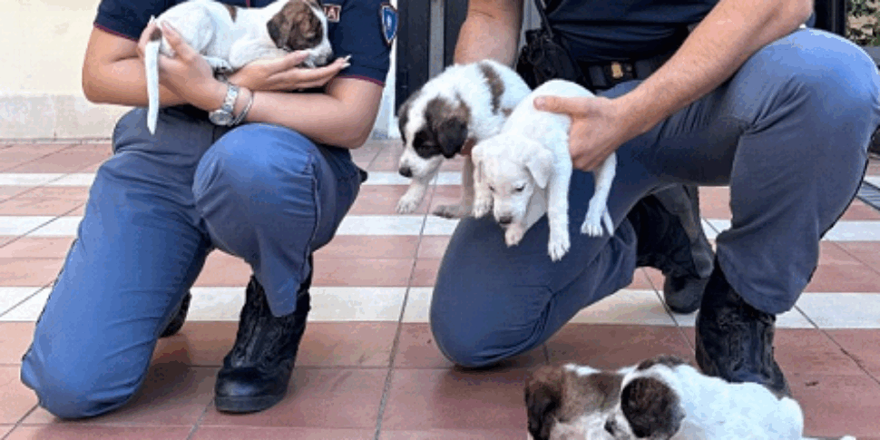 Six newborn dogs abandoned in a sack on the roadside: saved by the police in Crotone