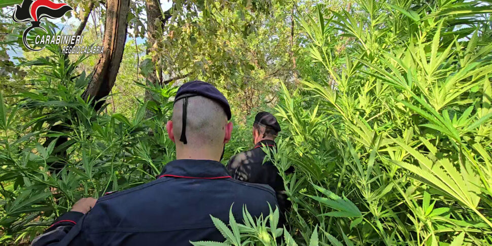 Still drugs on the Aspromonte woods: another Indian hemp plantation in the Samo countryside destroyed