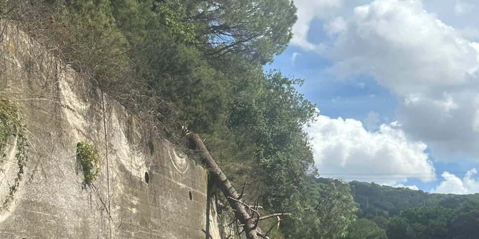 Tree at risk of collapse between Villafranca and Messina: the CAS intervenes
