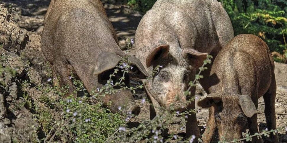 Two died wild boars in Santa Teresa di Riva, excluding the paste virus