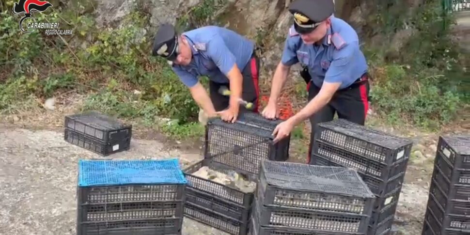 Unexpected discovery to the villa embarkers: about 2200 protected birds crammed in cages inside a car directed to Messina