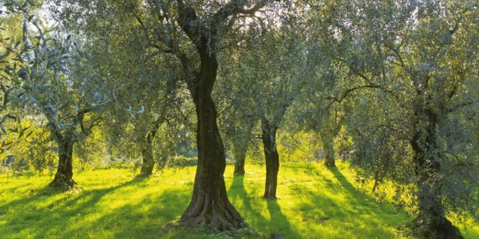 Coldiretti Calabria reports distortions in the olive oil market