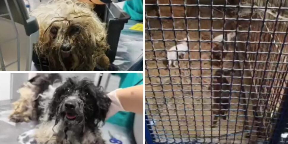 Hospitalized in a clinic in Messina, the eight little dogs destined for the black market will make it. They had sores and infections
