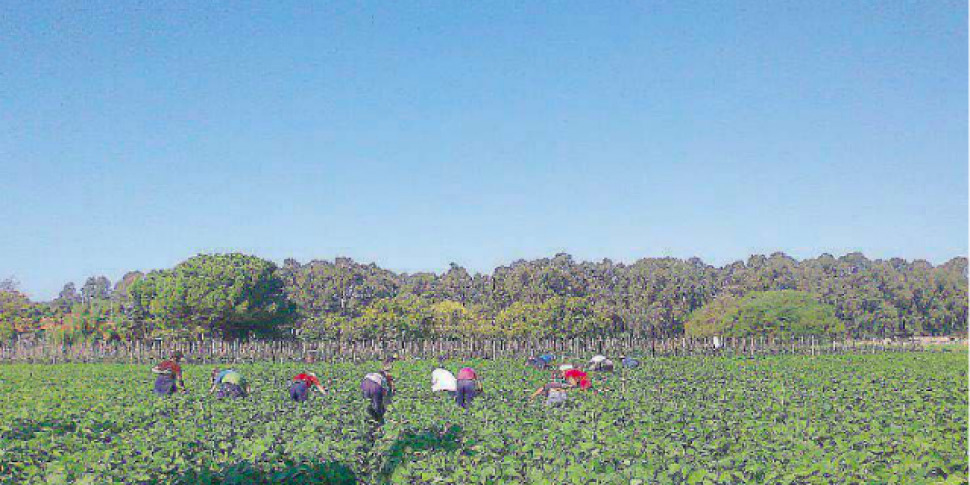 The Labor Brigades of the Flai CGIL in Calabria to combat gangmastering and exploitation