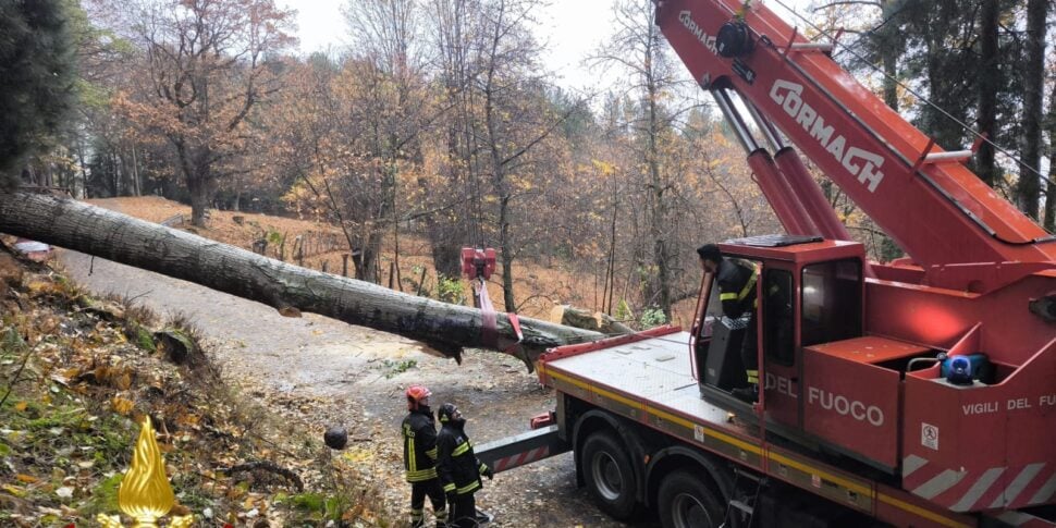 Tree collapses due to bad weather, firefighters intervene: the Petilia–Principe road connection is temporarily closed