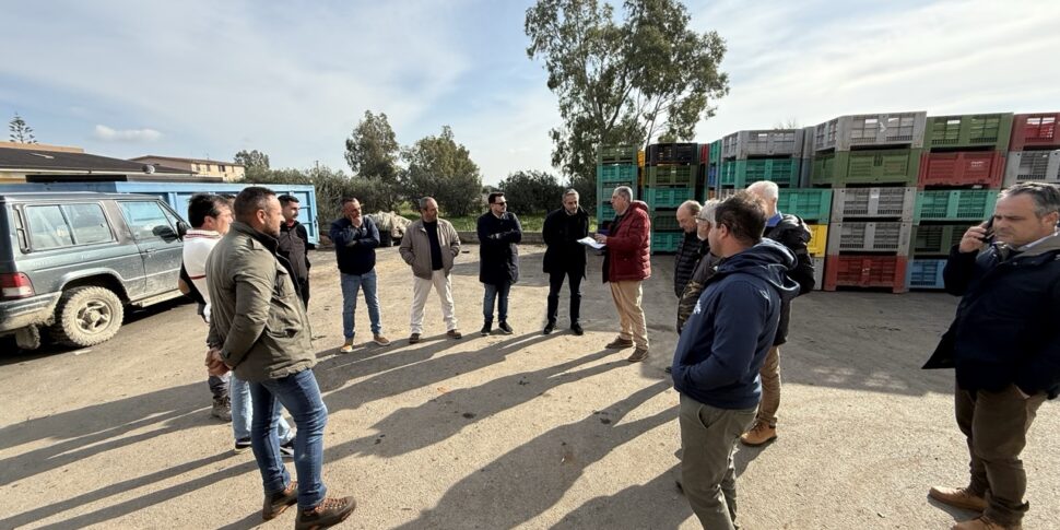 New Year's frosts, agriculture on its knees in the Sibaritide: natural disaster requested