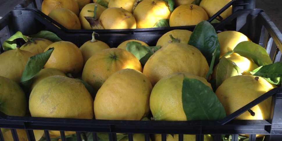 The Bergamot of Reggio is a treasure to be valorised