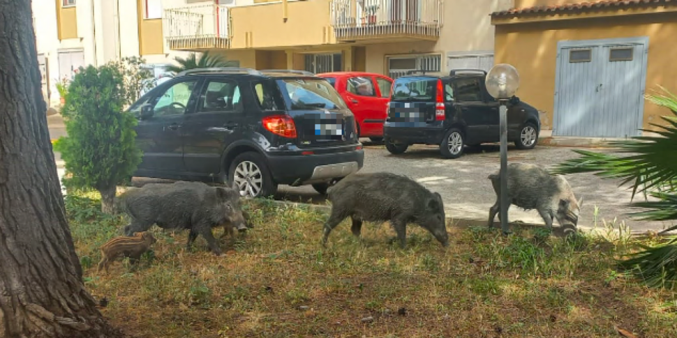Woman attacked by wild boars, ungulate alert in Soverato