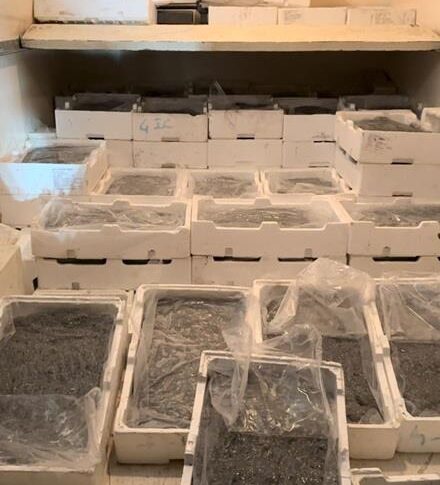 Fight against poaching, 250 kilos of juveniles seized in the province of Cosenza