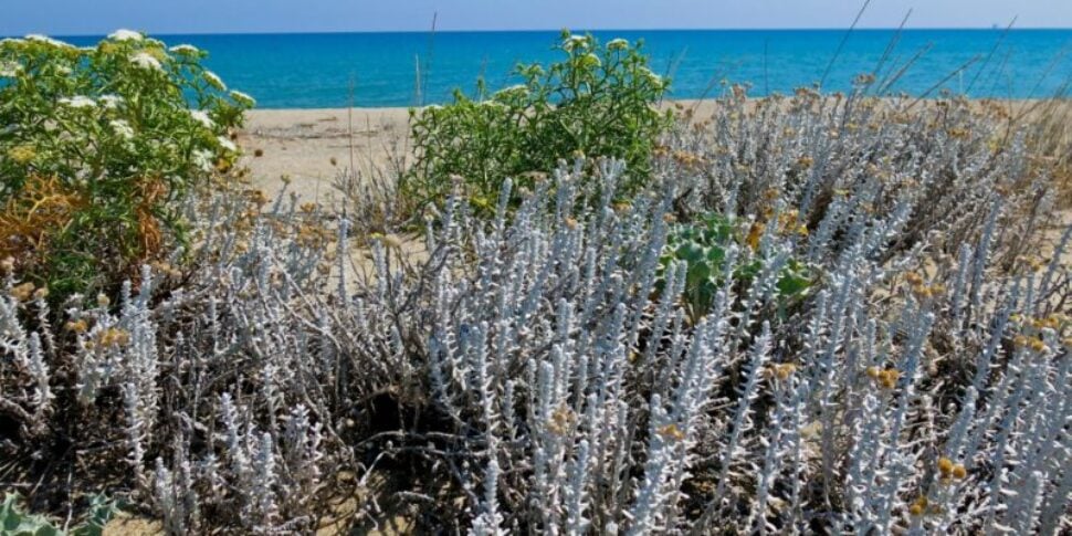 Conflenti, students protagonists for the environment: day on fragile ecosystems