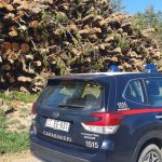 Controls on forest cutting and timber traceability throughout the Province of Cosenza, fines of over 16 thousand euros