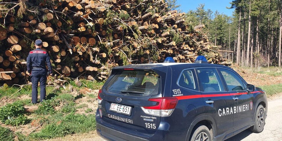 Controls on forest cutting and timber traceability throughout the Province of Cosenza, fines of over 16 thousand euros