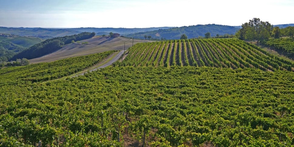 Low environmental impact agriculture in Sicily, all 2293 applications financed