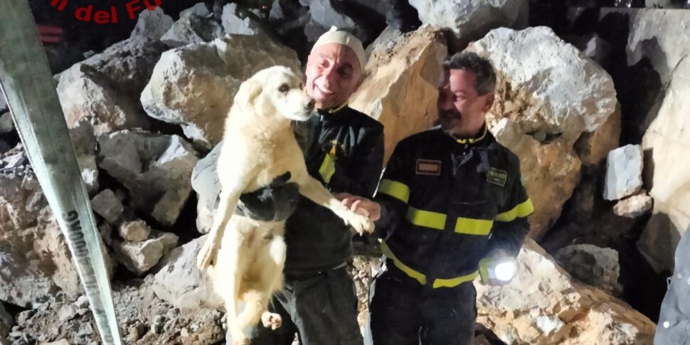 Trapped between boulders for days: rescued a dog in Schiavonea, rescuers race against time