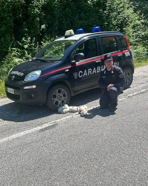 Aspromonte, five puppies abandoned in a ravine saved: the intervention of the forestry police