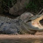 Human remains in the stomach of a crocodile in South Africa, perhaps he is a missing man: "Six mismatched shoes were also found"