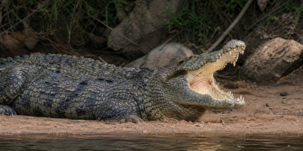 Human remains in the stomach of a crocodile in South Africa, perhaps he is a missing man: "Six mismatched shoes were also found"