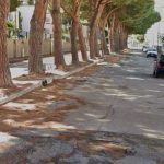 Patti, dissent against the removal of 30 maritime pines widens
