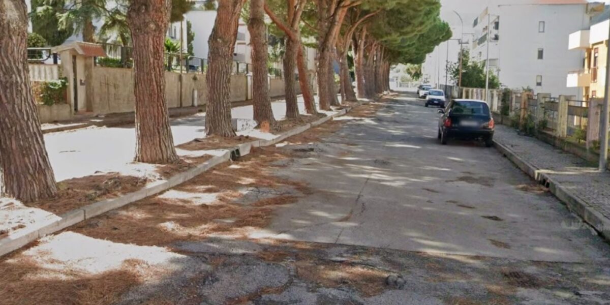Patti, dissent against the removal of 30 maritime pines widens