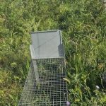 Santa Lucia del Mela, a poaching trap seized: a specimen of marten saved