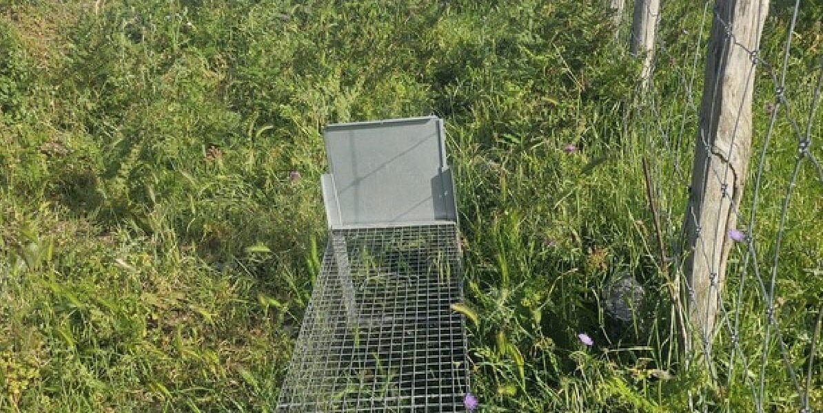Santa Lucia del Mela, a poaching trap seized: a specimen of marten saved