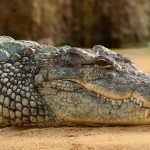 Horror in GB, child at the zoo pushed into the crocodile enclosure and bitten: a 30-year-old arrested