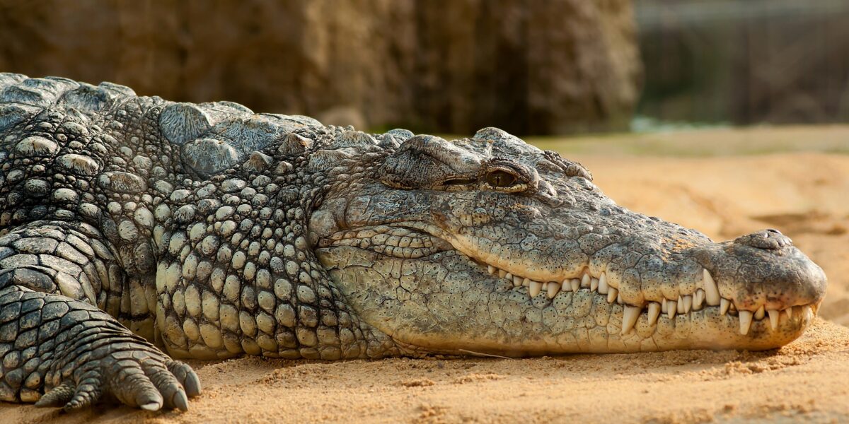 Horror in GB, child at the zoo pushed into the crocodile enclosure and bitten: a 30-year-old arrested
