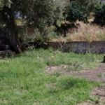 In Stromboli “Il Limoneto” will be rebuilt with the funds received after the fire