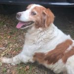 Lost dog in the Aspromonte National Park recovered by the forestry carabinieri