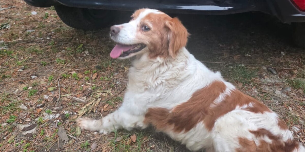 Lost dog in the Aspromonte National Park recovered by the forestry carabinieri