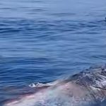 15 meter sperm whale drifting in the sea of ​​the island of Salina