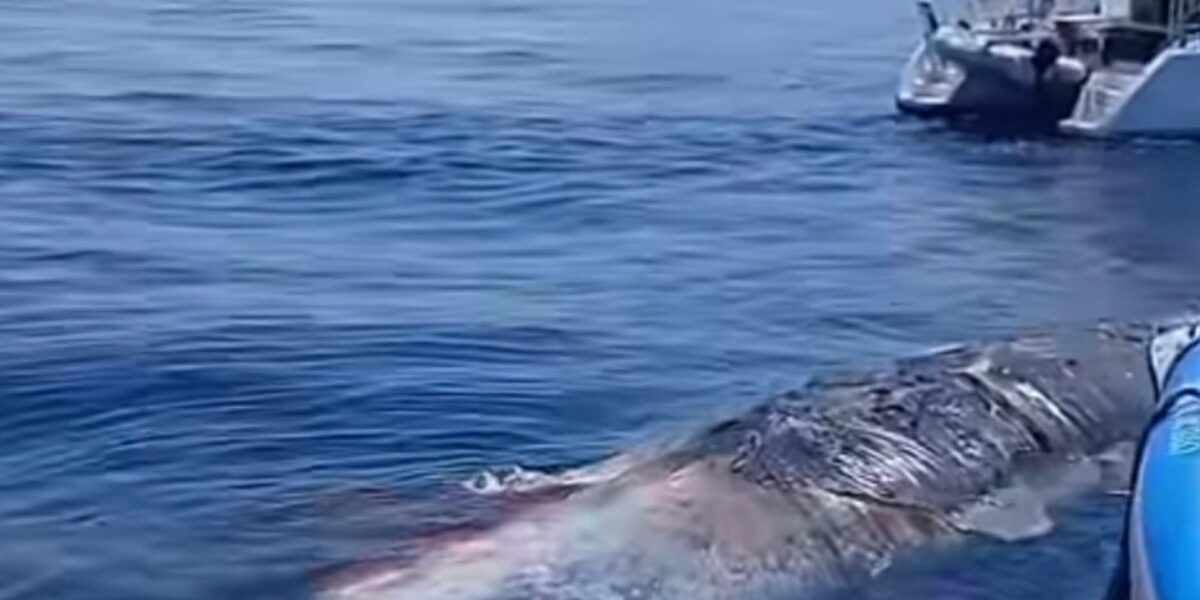 15 meter sperm whale drifting in the sea of ​​the island of Salina