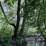Sense returns to Mabos: this year the contemporary art residency will be held along the Melito river, in the area dedicated to Gioacchino da Fiore