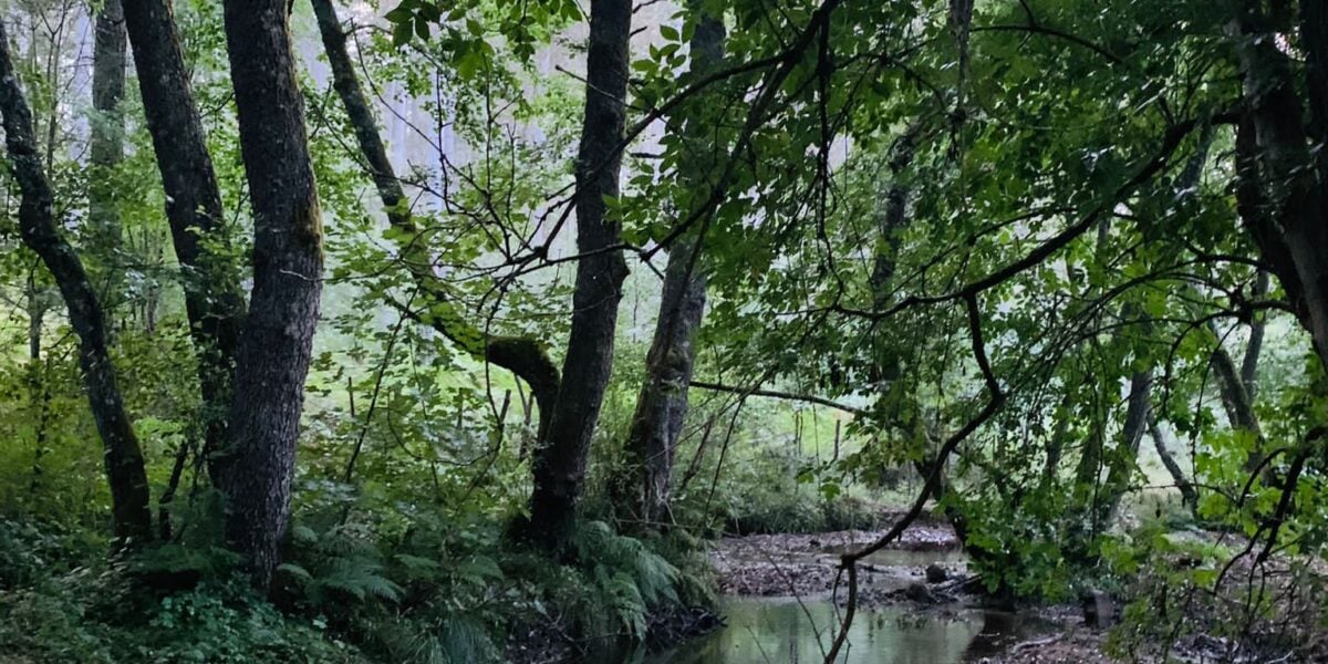 Sense returns to Mabos: this year the contemporary art residency will be held along the Melito river, in the area dedicated to Gioacchino da Fiore