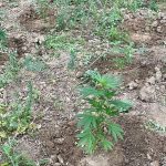 Illegally possessed weapons and drug production, an arrest and a complaint in the Vibonese area