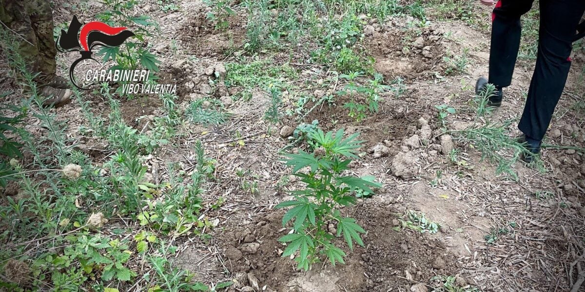 Illegally possessed weapons and drug production, an arrest and a complaint in the Vibonese area
