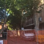 Reggio Calabria, appeal from Pellaro residents to save the centuries-old ash trees that have already been cut down