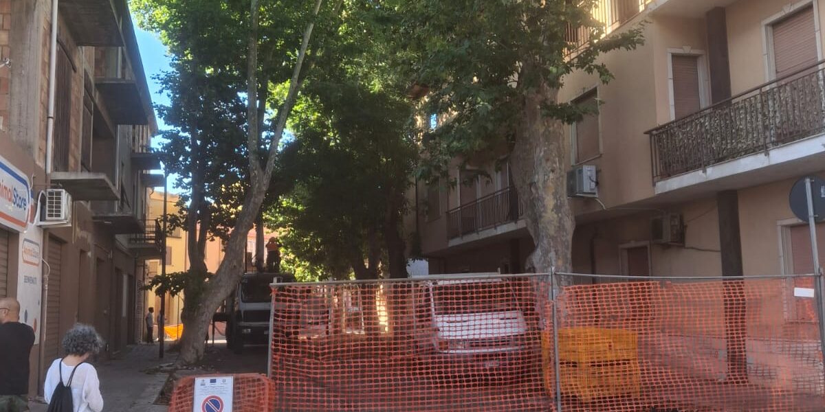 Reggio Calabria, appeal from Pellaro residents to save the centuries-old ash trees that have already been cut down