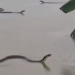 China, poisonous snakes escaped in the flood: thousands caught