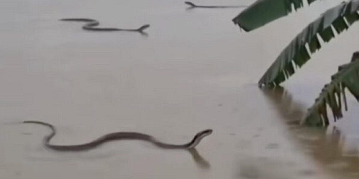 China, poisonous snakes escaped in the flood: thousands caught