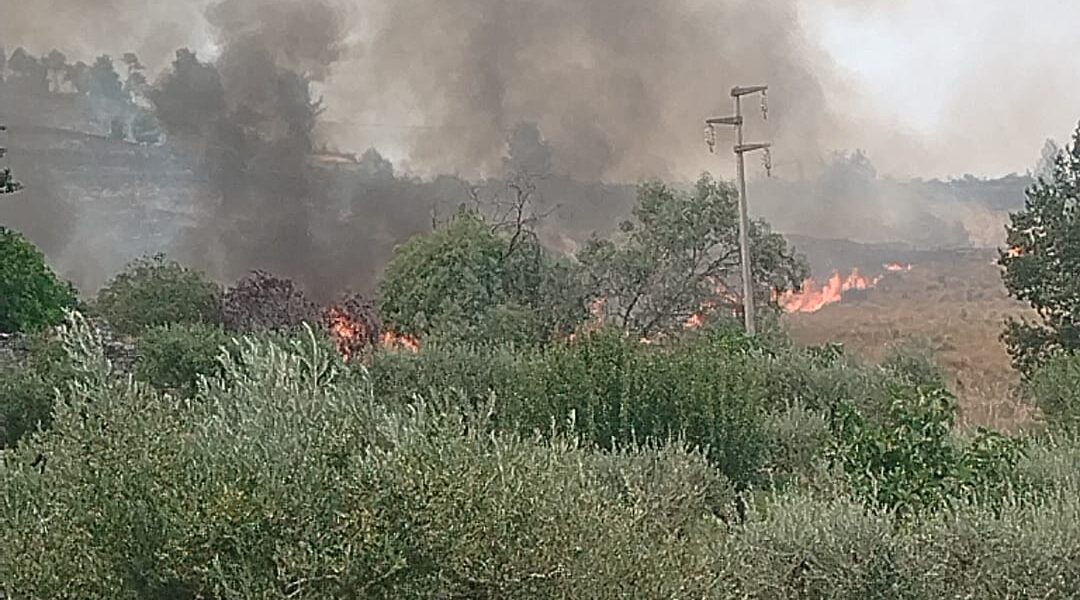 Fires in the Pollino, almost a thousand hectares in smoke: the Loricati pines and the most valuable areas saved